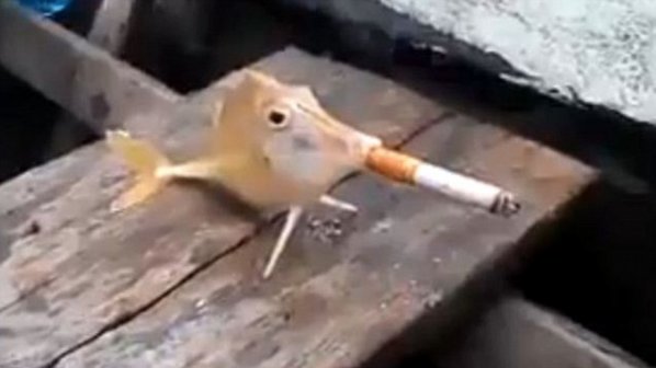 Жестоки рибари накараха риба да пуши цигара (видео)