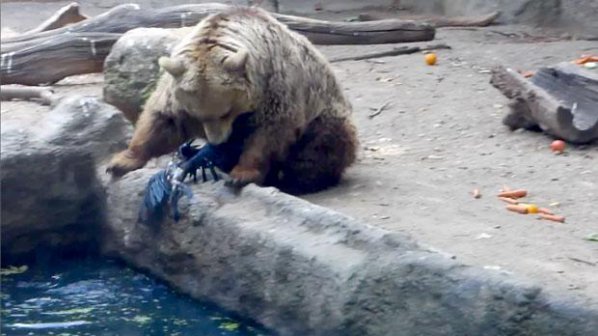 Мечка спасява давещ се гарван в зоопарк (видео)