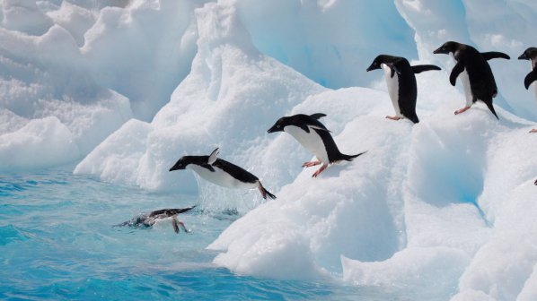 Пингвини гиганти живели в Антарктида (снимки)