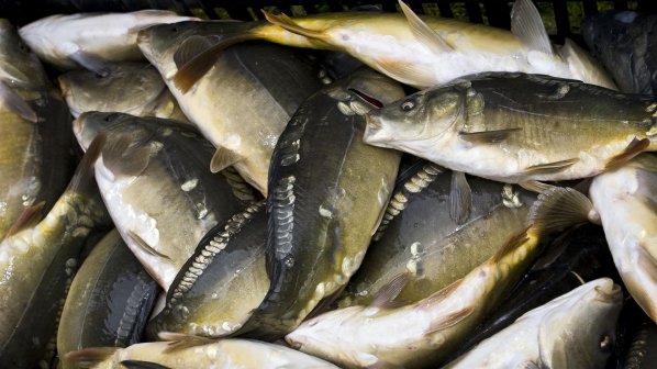 Стотици мъртви риби изплуваха от Гребния канал в Пловдив