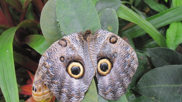 Пеперуди се излюпват пред очите на посетителите в Природонаучния музей в Бургас