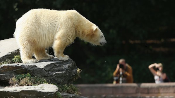 Приспаха последната бяла мечка в Африка