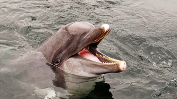 Труп на двуглав делфин откриха на плаж в Турция (снимка)