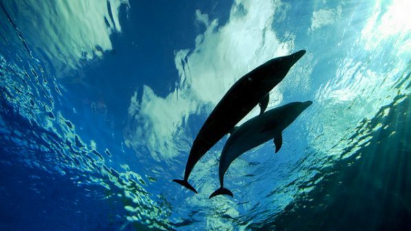 Вижте как делфин спаси куче от акула (видео)