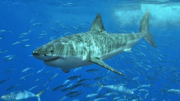 Google бронира подводните си кабели срещу нападения на акули