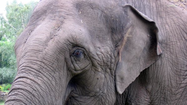 PETA разпространи потресаващи кадри, на които буйстващ цирков слон е застрелян на улицата