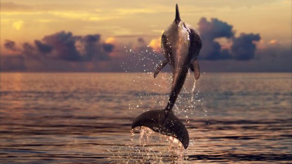 Рибари искат законно да убиват делфини