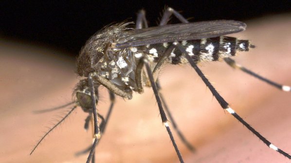 РЗИ откри огнища на опасни тигрови комари у нас