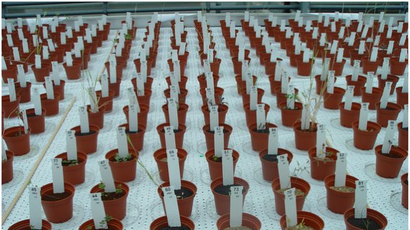 Холандци отглеждат растения върху марсианска почва