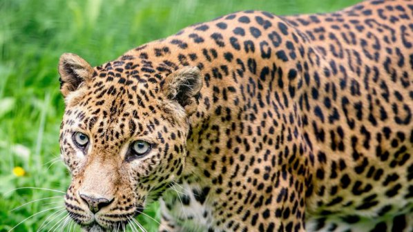 Леопард човекоядец всява ужас в Индия, взел е 13 жертви