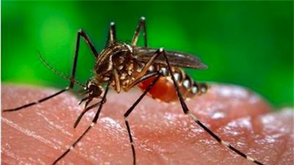 Тигровият комар в Бургас не е опасен, смятат специалисти