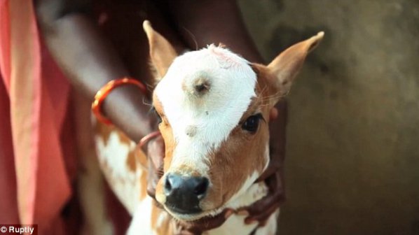 В Индия се роди теле с три очи (видео)