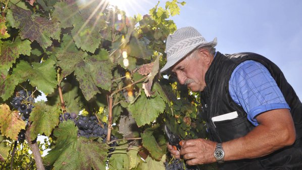 Българи мизерстват на гроздобер в Италия