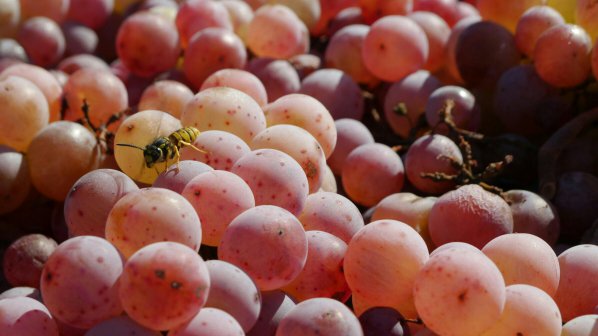 Крадци отмъкнаха 400 кг грозде