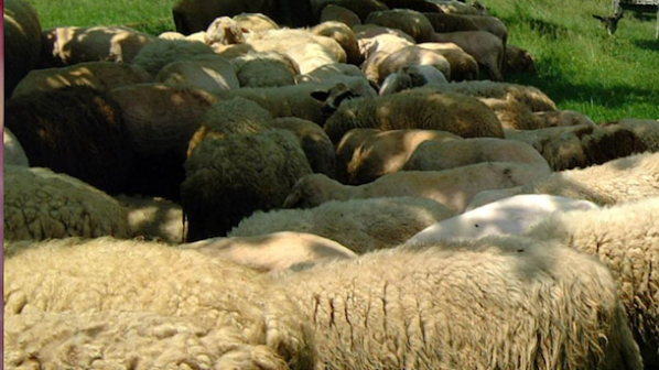 Над 530 животни в Ловешко умрели със симптоми на &quot;син език&quot;