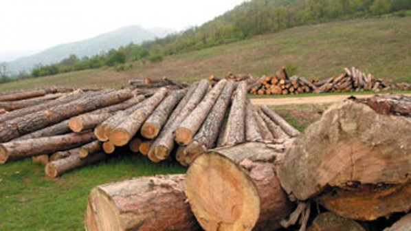 Повече от 2 млн. кубика дървесина годишно се изсичат незаконно у нас
