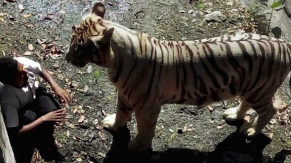 Тигър уби индиец, паднал в клетката му (видео)