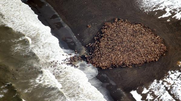 35 000 моржа се струпаха на брега на Аляска заради топенето на ледовете