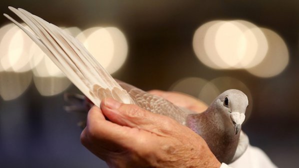 Мафията краде гълъби, за да пренася дрога