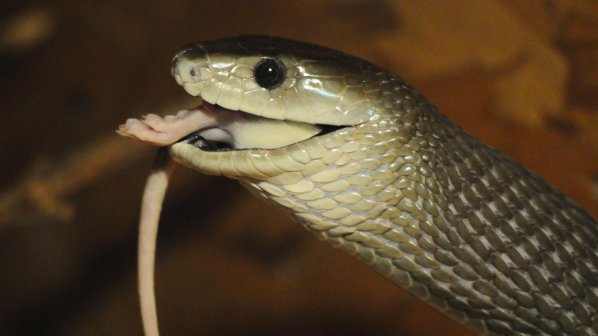 Смолянчанин уби 2 змии, влезли в стаята на майка му