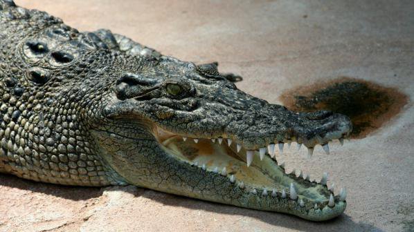 Двуметров крокодил в Пловдив