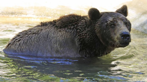 Електропастири вардят от набези на мечки в Карловско