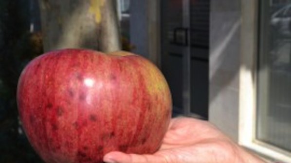 Ябълка рекордьор отгледаха в Казанлък