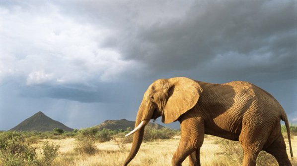 Учени: Слоновете са добри метеоролози