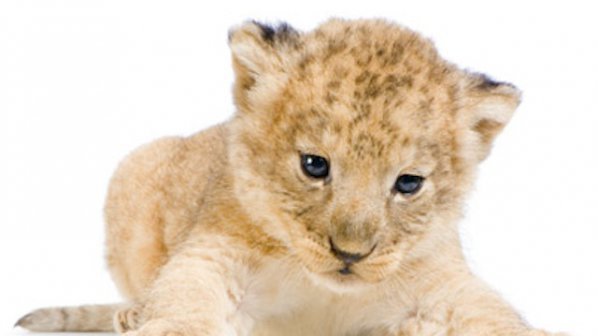 4 бебета лъвчета се родиха във варненския зоопарк