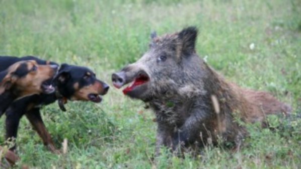 Два случая на трихинелоза в месо от диви прасета в Шуменско