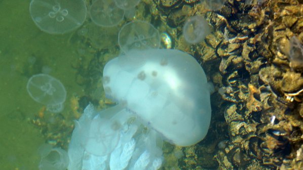 Стотици медузи се настаниха във варненския залив (снимки)