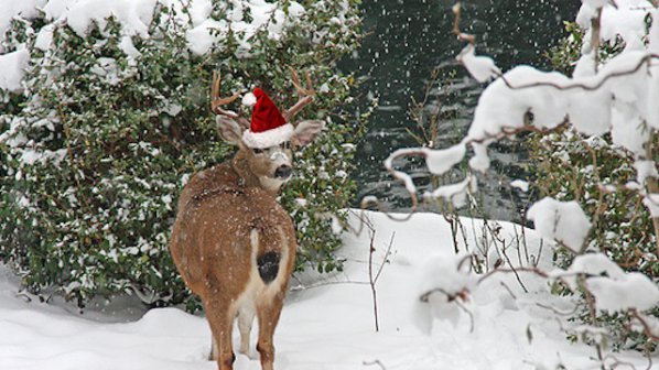 Градински център търси човек да разхожда елени по Коледа