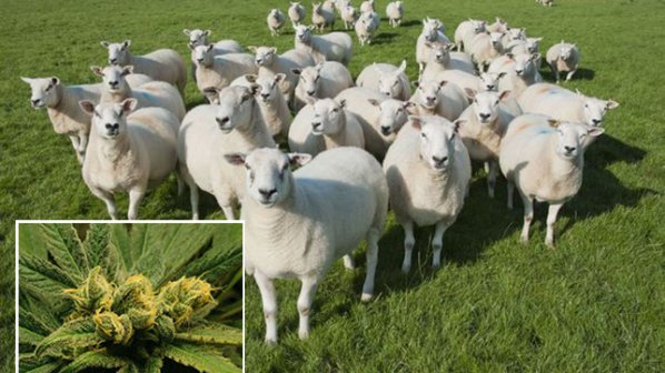 Овце изядоха дрога за 5000 евро