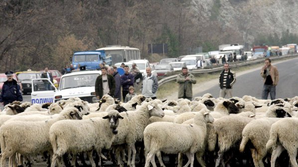 Пиян помете стадо овце в Бяла река
