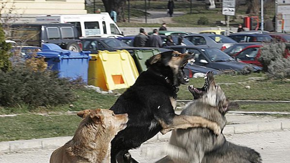 Тровят и избиват кучета в Благоевград
