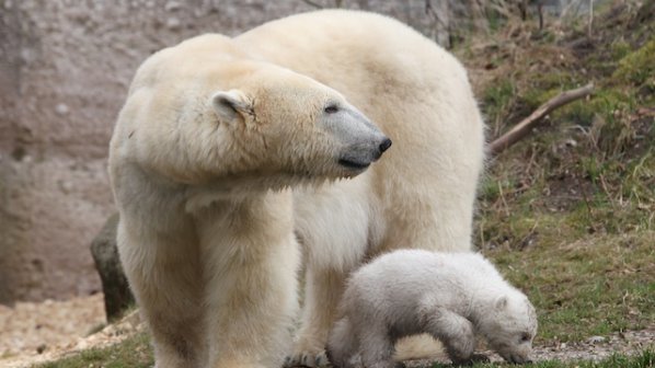 Умря най-старата полярна мечка в света