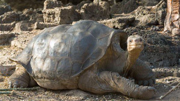 Биолози се борят за опазването на рядък вид костенурки