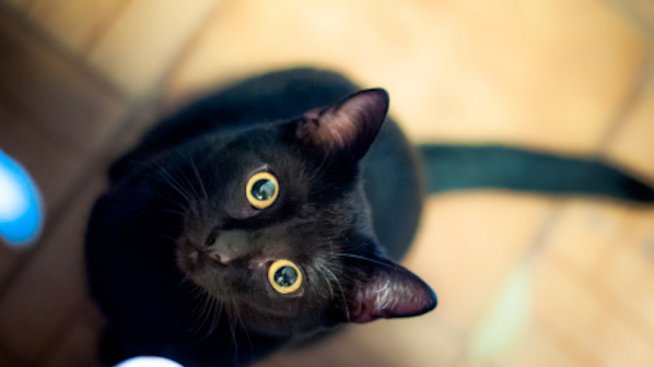 Скриха черните котки от сатанисти в навечерието на Хелоуин