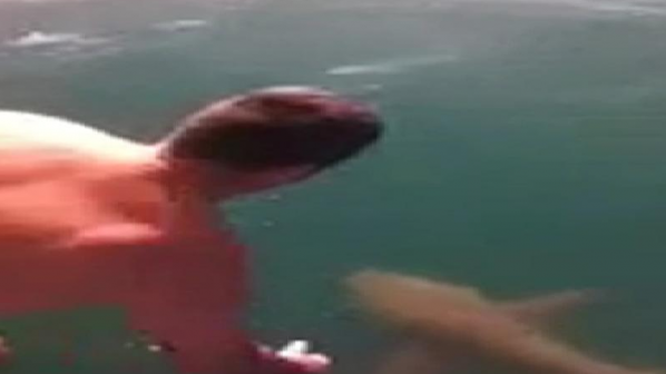 Мъж се опита да яхне акула заради бас (видео)