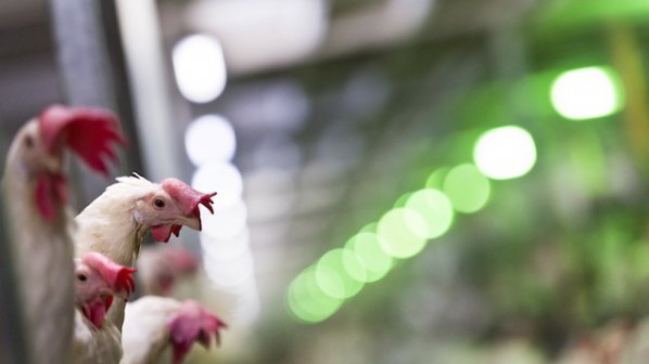 Махнаха забраната за транспортиране на домашни кокошки в Холандия