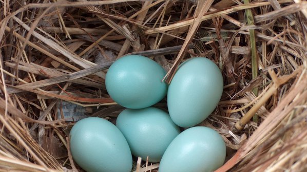Мексикански кокошки снасят сини яйца