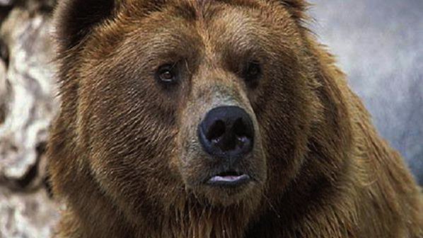 Мъж се спаси от мечка стръвница с газов пистолет