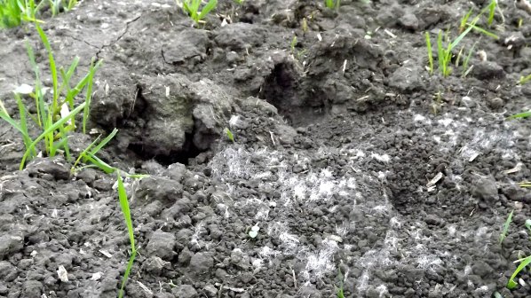 Земеделци алармираха за опасност до 20 % загуби от гризачи в Силистренско (снимки)