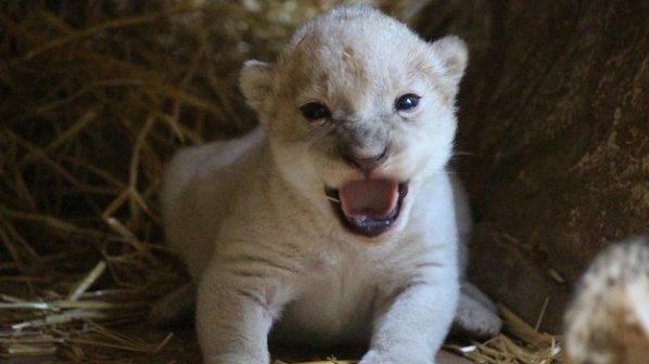 Бяло лъвче се роди в зоопарк в Омаха