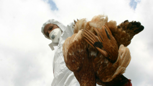 Предприемаме мерки след случаите на птичи грип в Европа