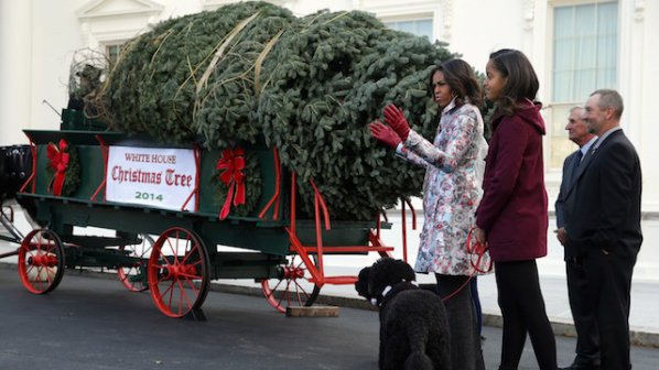 В Белия дом пристигна коледна елха от Пенсилвания (снимки)