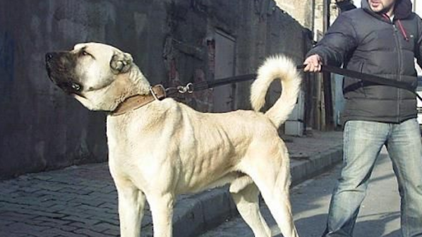 90-килограмово куче тероризира Бургас