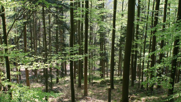 Иглолистни гори в Северозападна България съхнат