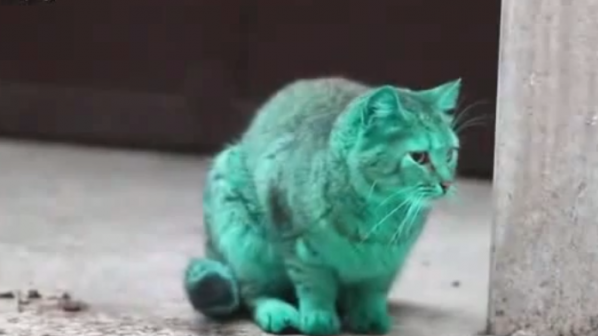 Отвлякоха зелената котка от Варна?