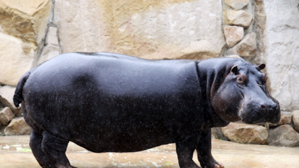 Мъжкият хипопотам в софийския зоопарк страда за половинката си